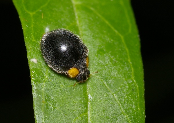 Yellow Shouldered Ladybird | Apolinus lividigaster photo