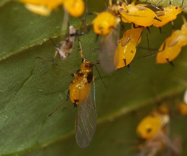 Milkweed Aphid | Aphis nerii photo