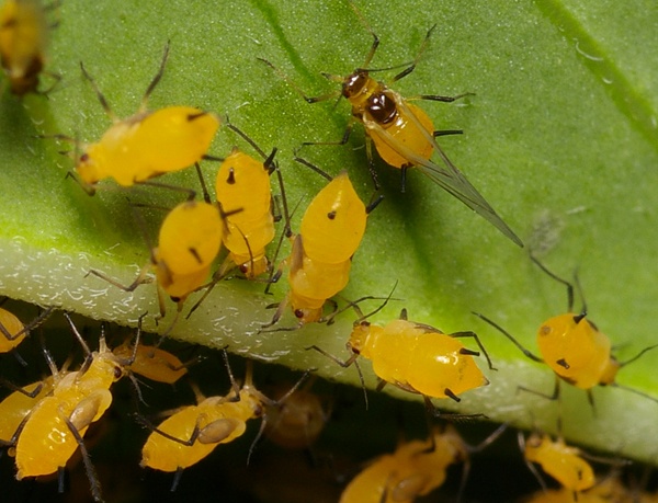 Milkweed Aphid | Aphis nerii photo