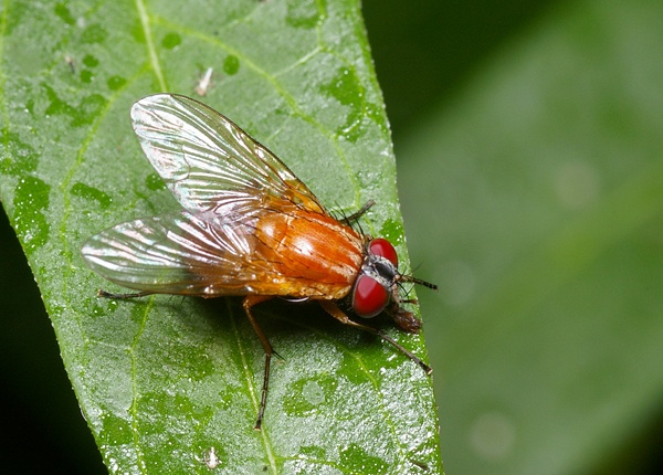 Bush Fly | Dichaetomyia sp photo