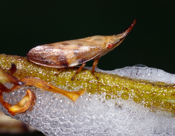 Spittlebug | Philagra parva photo