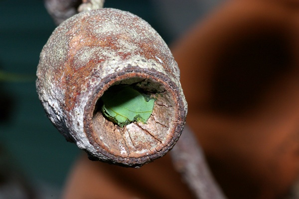 Leafcutter Bee | Megachile sp photo