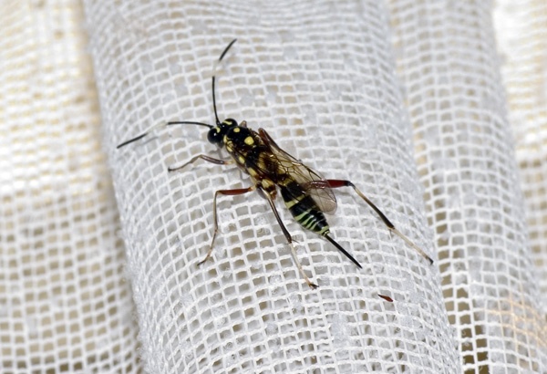 Black and Yellow-striped Ichneumon Wasp | Gotra sp2 photo