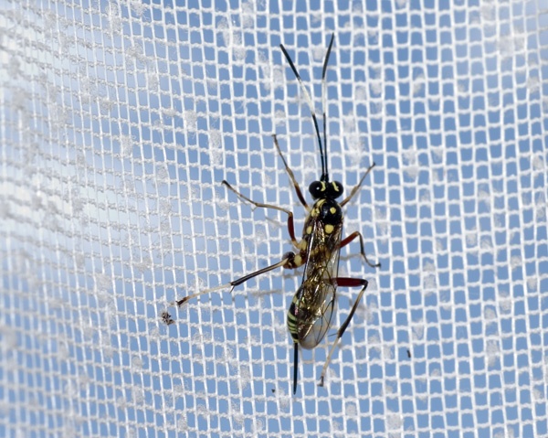 Black and Yellow-striped Ichneumon Wasp | Gotra sp2 photo