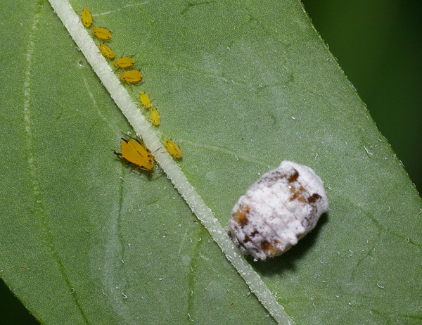 Yellow Shouldered Ladybird | Apolinus lividigaster photo