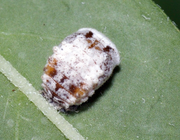 Yellow Shouldered Ladybird | Apolinus lividigaster photo