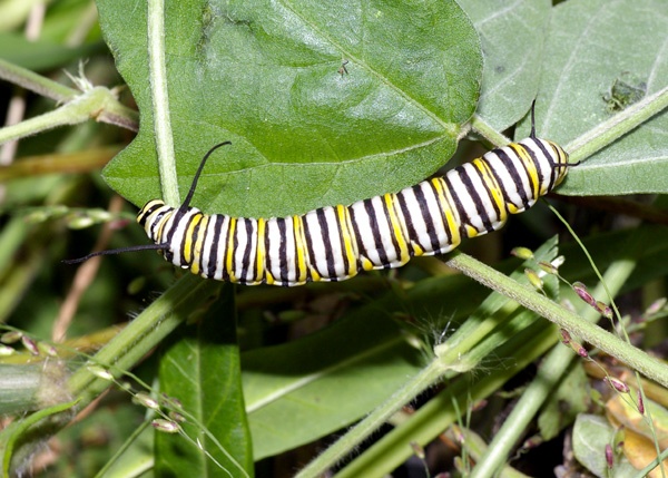 Wanderer Butterfly | Danaus plexippus photo