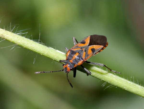Milkweed Bug | Spilostethus sp photo