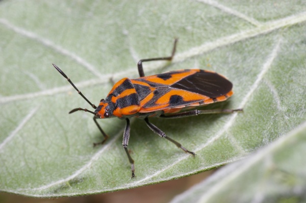 Milkweed Bug | Spilostethus sp photo