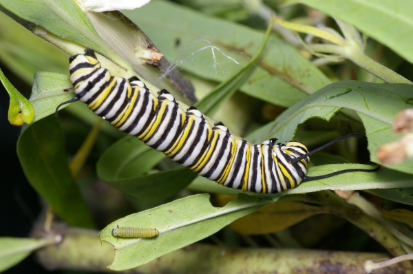 Wanderer Butterfly | Danaus plexippus photo