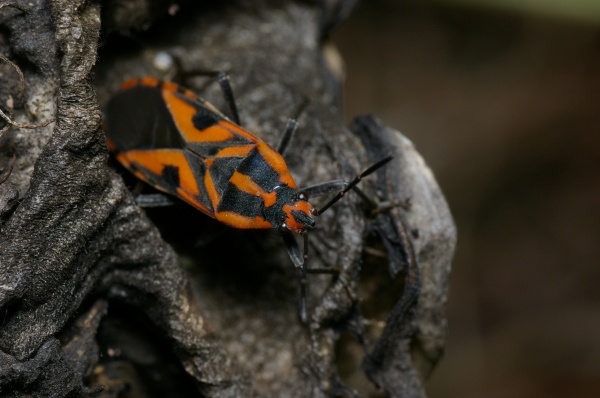 Milkweed Bug | Spilostethus sp photo