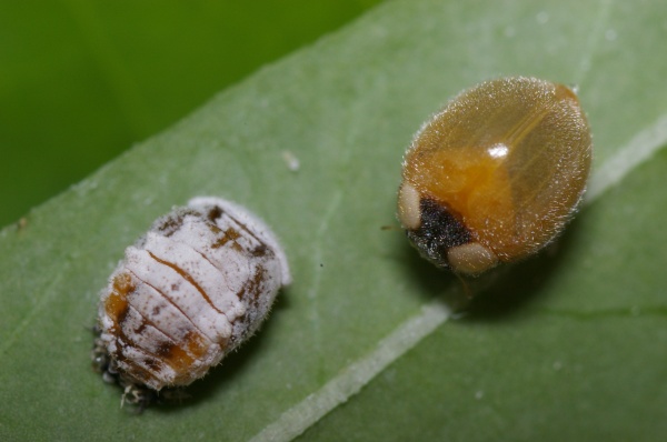 Yellow Shouldered Ladybird | Apolinus lividigaster photo