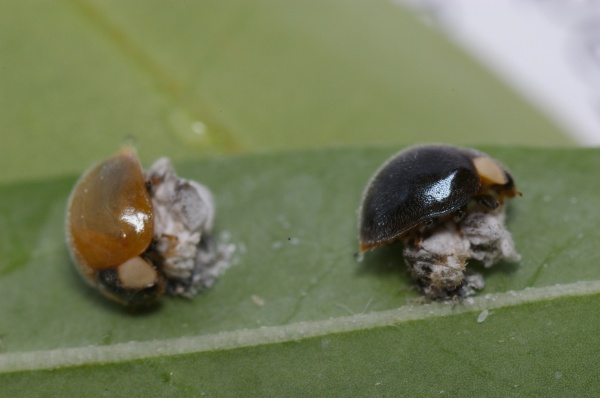 Yellow Shouldered Ladybird | Apolinus lividigaster photo