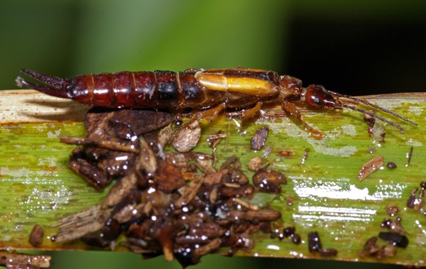 Earwig | Elaunon bipartitus photo