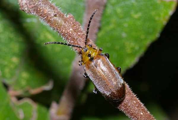 Fig Tree Leaf Beetle | Poneridia semipullata photo