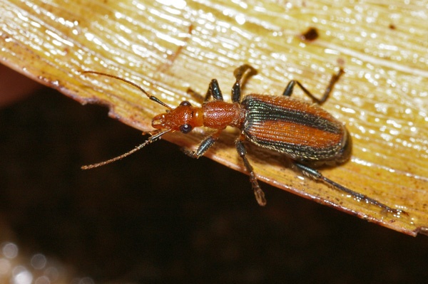 Ground Beetle | Drypta sp photo