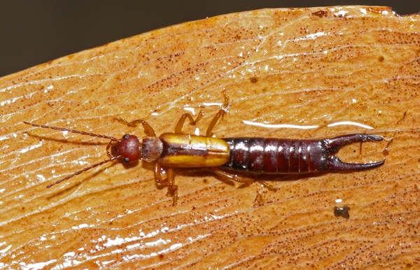 Earwig | Elaunon bipartitus photo