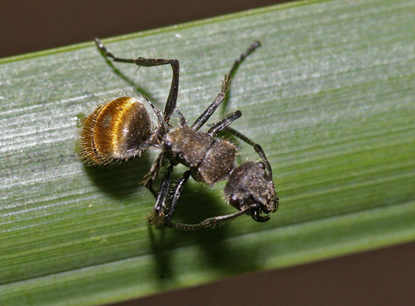 Golden-tailed Spiny Ant | Polyrhachis ammon photo