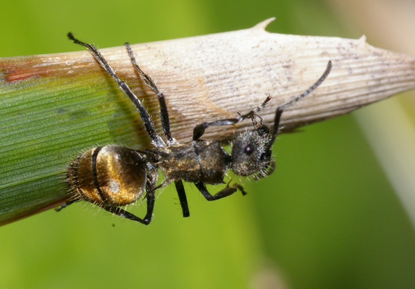 Golden-tailed Spiny Ant | Polyrhachis ammon photo