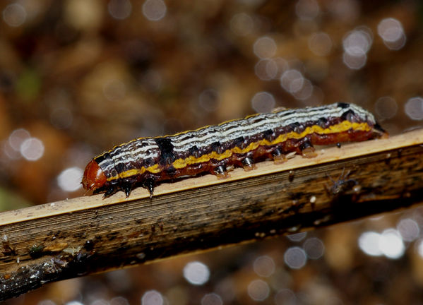 Lily caterpillar | Spodoptera picta photo