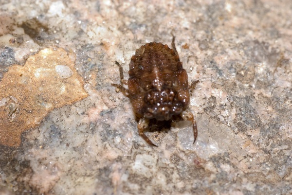 Toad Bug | Nerthra sp photo