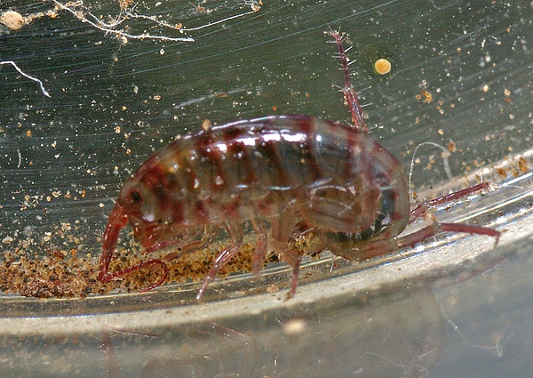 Garden Hopper | Talitroides topitotum photo