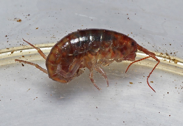 Garden Hopper | Talitroides topitotum photo