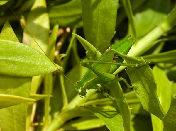 Common Garden Katydid | Caedicia simplex photo