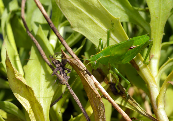 Common Garden Katydid | Caedicia simplex photo