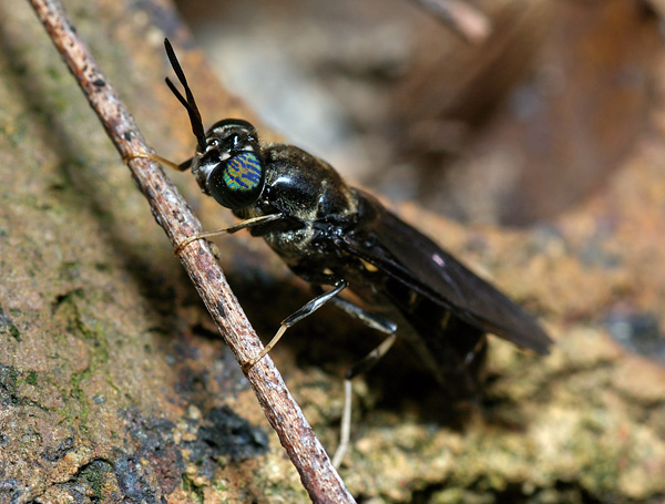American Soldier Fly | Hermetia illucens photo