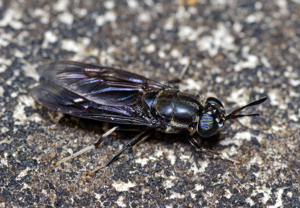 American Soldier Fly | Hermetia illucens photo