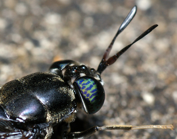 American Soldier Fly | Hermetia illucens photo