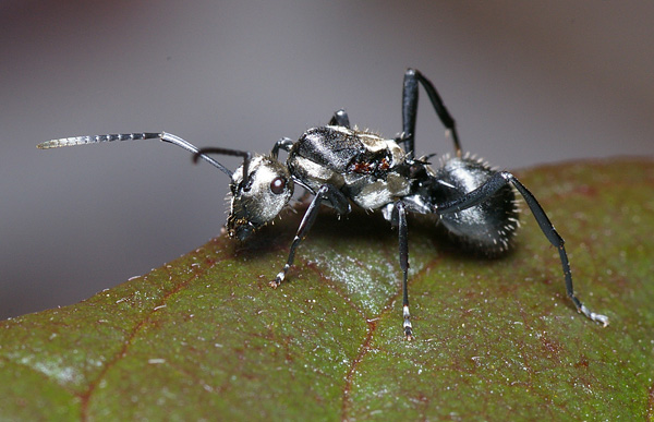 Spiny Ant | Polyrhachis sp1 photo