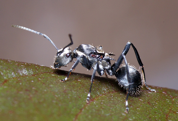 Spiny Ant | Polyrhachis sp1 photo