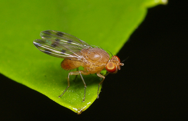 no common name | Homoneura sp photo