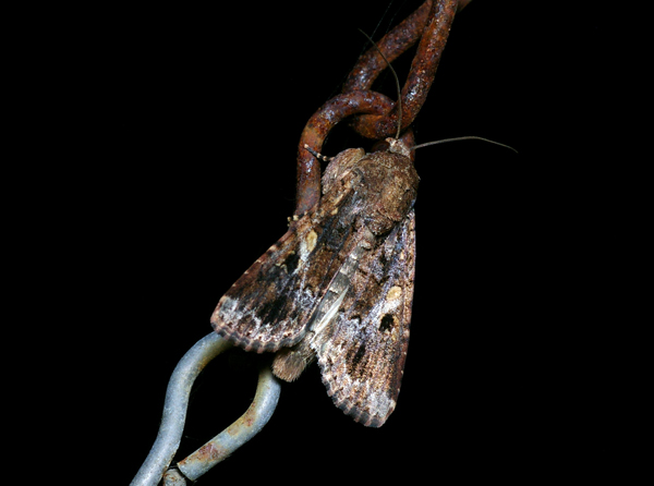 Lawn Armyworm | Spodoptera mauritia photo