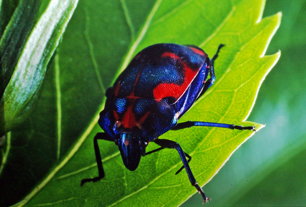 Hibiscus Harlequin Bug | Tectocoris diophthalmus photo