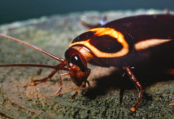 Australian Cockroach | Periplaneta australasiae photo