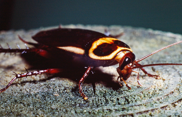 Australian Cockroach | Periplaneta australasiae photo