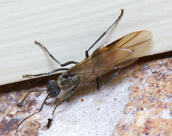 Spiny Ant | Polyrhachis sp2 photo