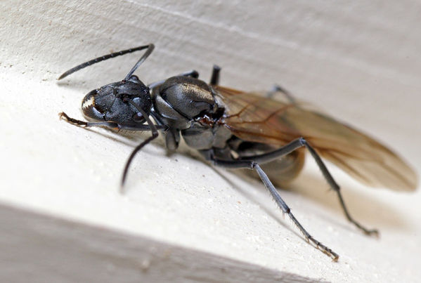 Spiny Ant | Polyrhachis sp2 photo