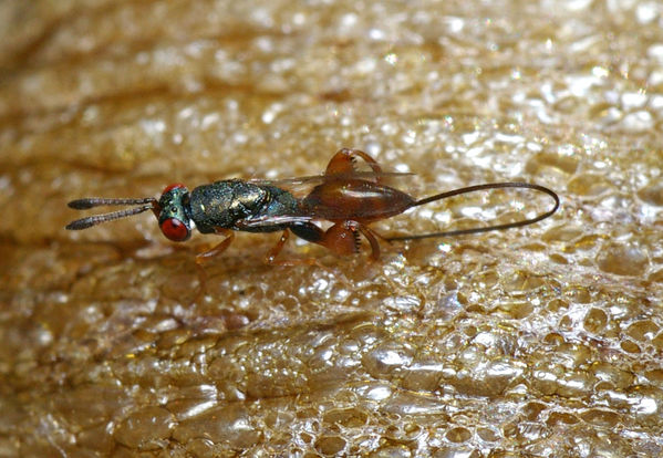 Mantis Parasitic Wasp | Podagrion sp photo