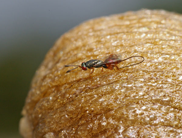 Mantis Parasitic Wasp | Podagrion sp photo