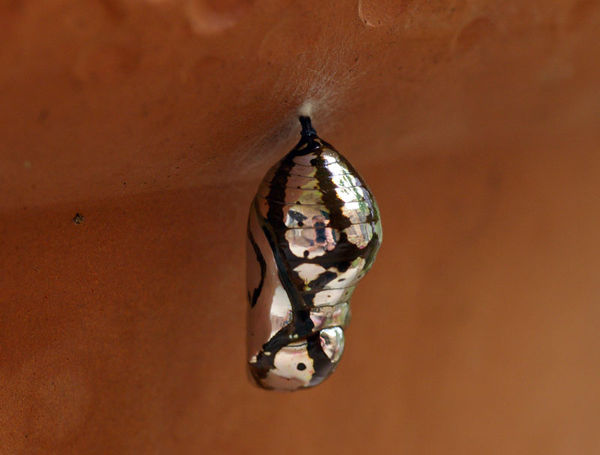 Common Crow Butterfly | Euploea core photo