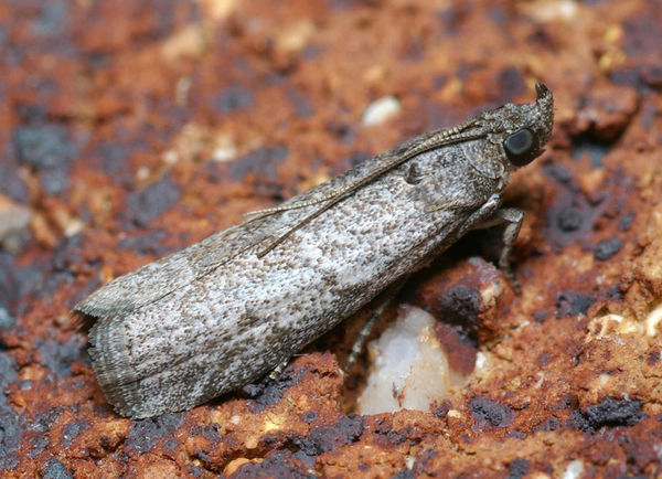 Carob Moth | Apomyelois ceratoniae photo