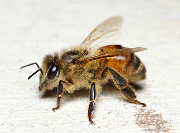 Honey Bee | Apis mellifera photo