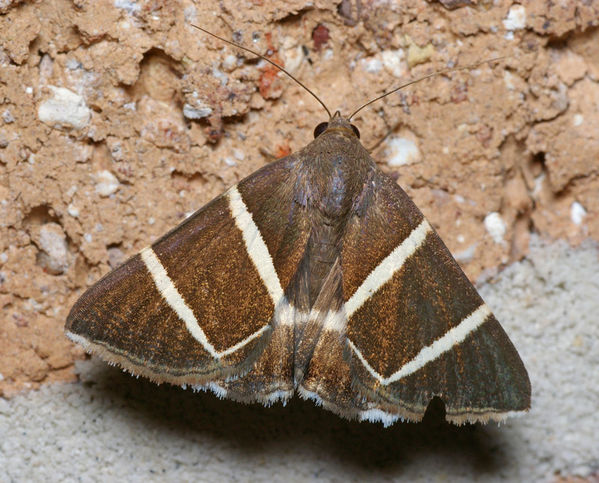 no common name | Grammodes justa photo