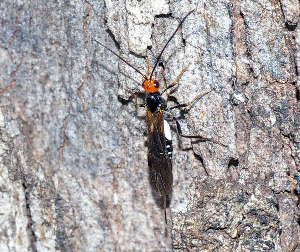 Braconid Wasp | Callibracon sp photo