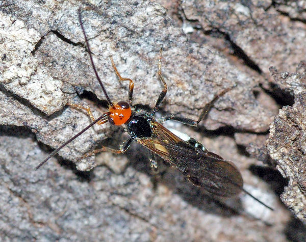 Braconid Wasp | Callibracon sp photo