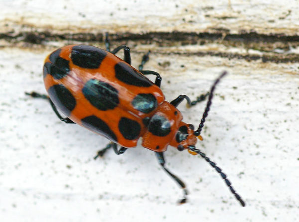 Leaf Beetle | Phyllocharis sp photo